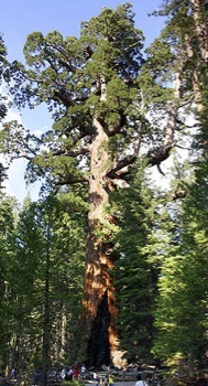 Giant sequoia